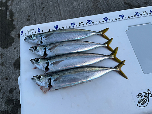 ムロアジの釣果