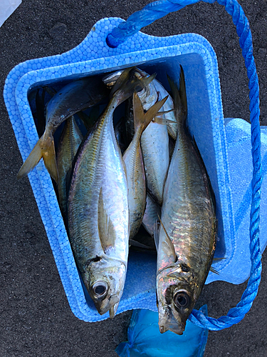 アジの釣果