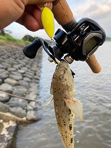 マハゼの釣果