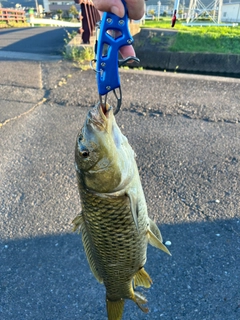 コイの釣果