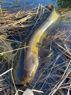 ナマズの釣果