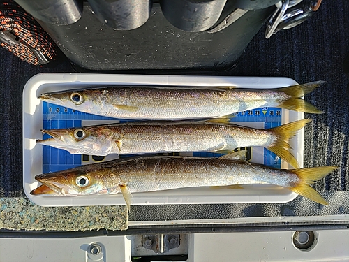 カマスの釣果