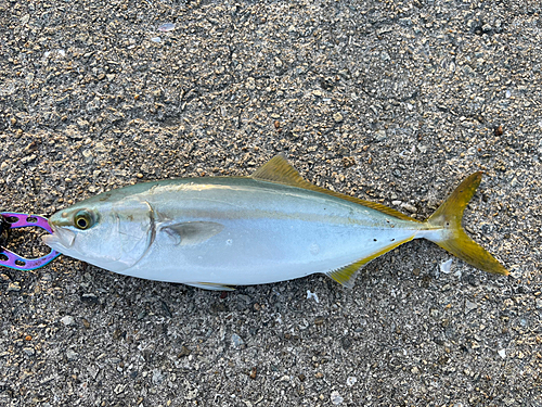 ツバスの釣果