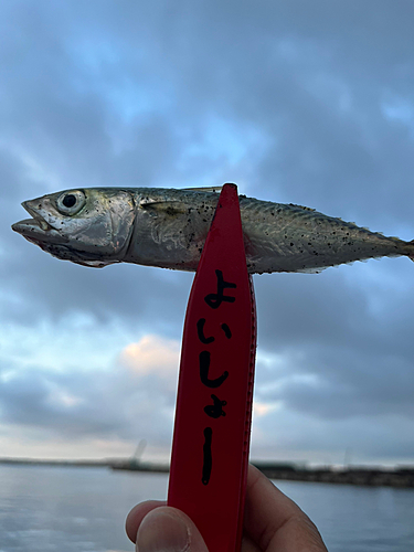 サバの釣果