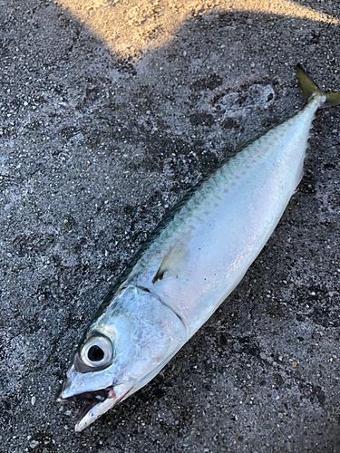 サバの釣果