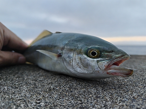 フクラギの釣果