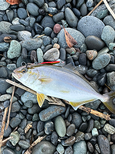 ショゴの釣果