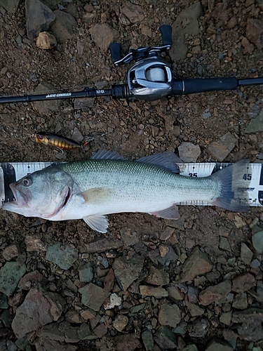 ブラックバスの釣果