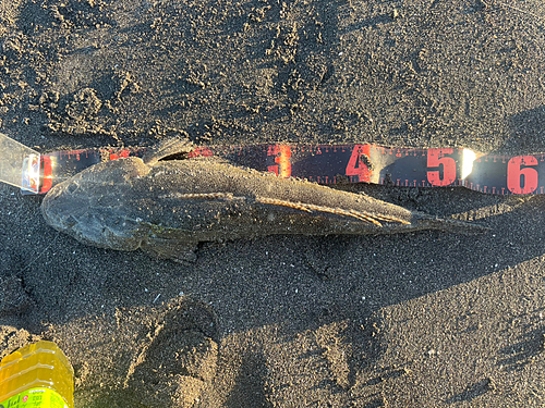 マゴチの釣果