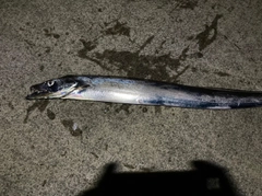 タチウオの釣果