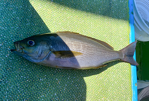 イサキの釣果