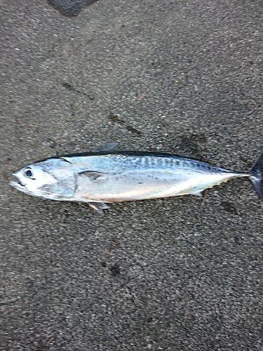 ソウダガツオの釣果