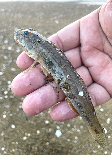 ハゼの釣果