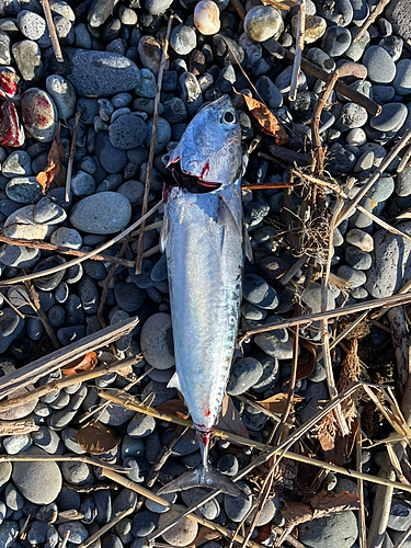 カツオの釣果