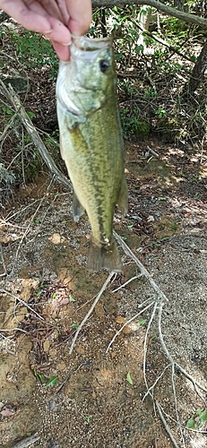 ラージマウスバスの釣果