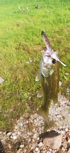 ラージマウスバスの釣果