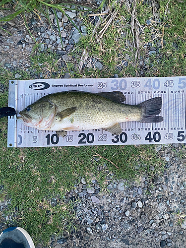 ブラックバスの釣果