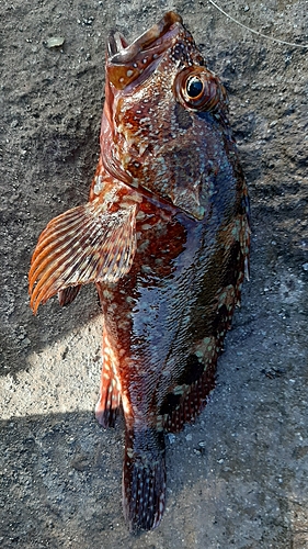 カサゴの釣果