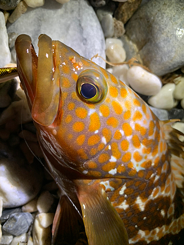 アコウの釣果