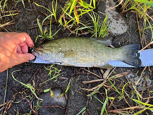 スモールマウスバスの釣果