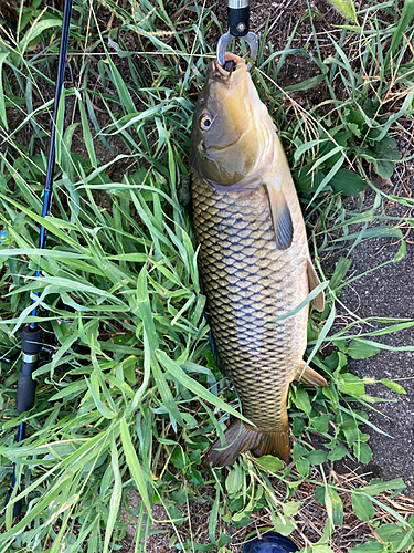 コイの釣果