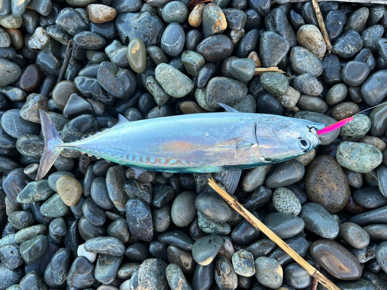 ソウダガツオ
