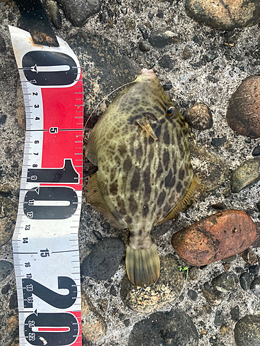 カワハギの釣果