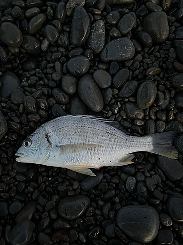 キビレの釣果