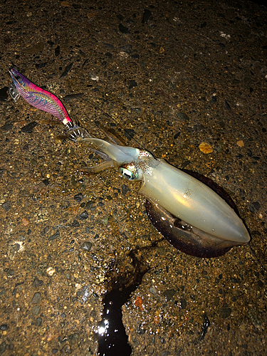 アオリイカの釣果