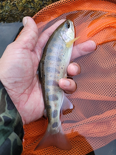 アマゴの釣果