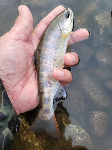 アマゴの釣果