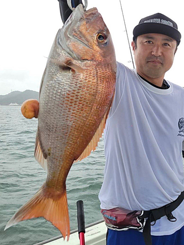 マダイの釣果