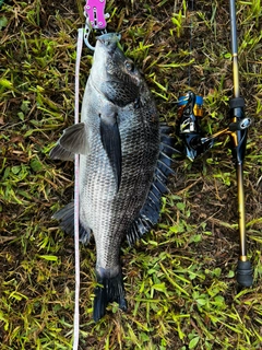 チヌの釣果