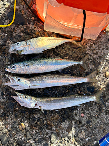 アジの釣果