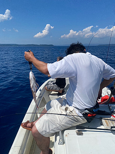 タイの釣果