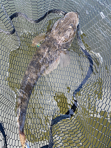 マゴチの釣果