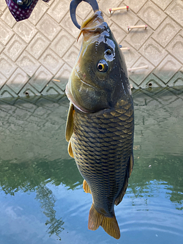 コイの釣果