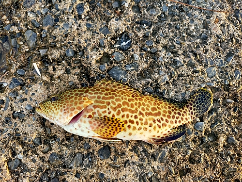 イシミーバイの釣果