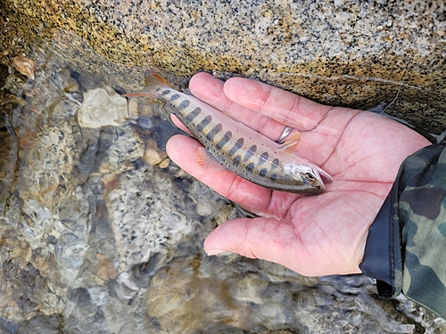 アマゴの釣果