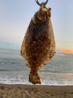 ソゲの釣果