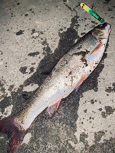 マルタウグイの釣果