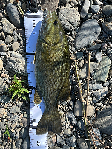 スモールマウスバスの釣果