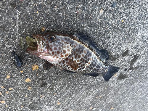 オオモンハタの釣果