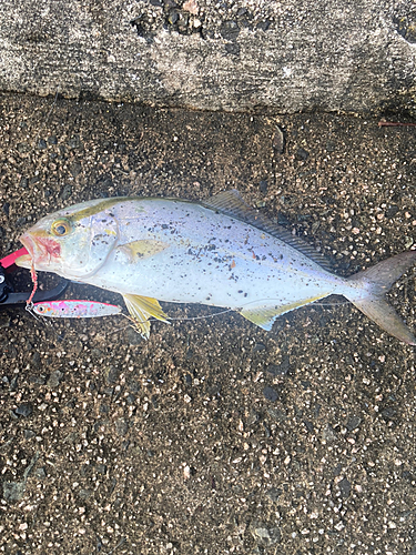 ショゴの釣果