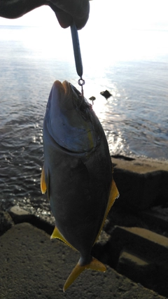 ショゴの釣果