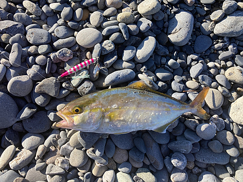 ショゴの釣果