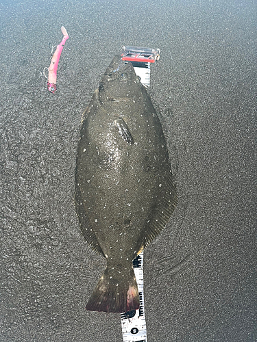 ヒラメの釣果