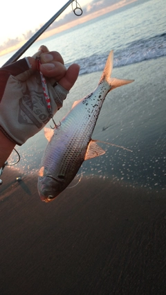 コノシロの釣果