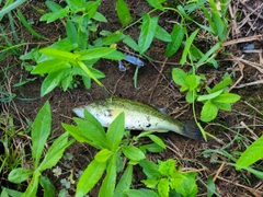 ラージマウスバスの釣果