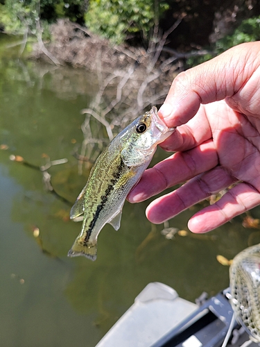 ラージマウスバスの釣果